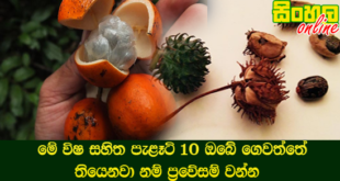 මේ විෂ සහිත පැළෑටි 10 ඔබේ ගෙවත්තේ තියෙනවා නම් ප්‍රවේසම් වන්න.