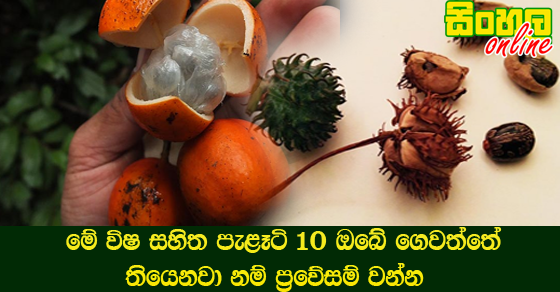 මේ විෂ සහිත පැළෑටි 10 ඔබේ ගෙවත්තේ තියෙනවා නම් ප්‍රවේසම් වන්න.