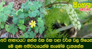 අපි ආහාරයට ගන්න එක එක පළා වර්ග වල තියෙන  මේ ගුණ අනිවාරයෙන්ම හැමෝම දැනගන්න.