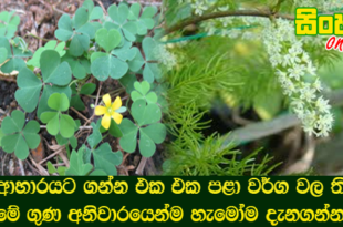 අපි ආහාරයට ගන්න එක එක පළා වර්ග වල තියෙන  මේ ගුණ අනිවාරයෙන්ම හැමෝම දැනගන්න.