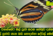 බුදුන් වහන්සේට මල් පූජා කරන හේතුව දන්නවද? මල් පූජාව ගැන ඔබ නොදන්නා දේවල් මෙන්න.