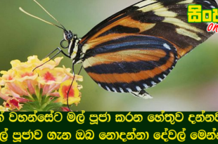 බුදුන් වහන්සේට මල් පූජා කරන හේතුව දන්නවද? මල් පූජාව ගැන ඔබ නොදන්නා දේවල් මෙන්න.