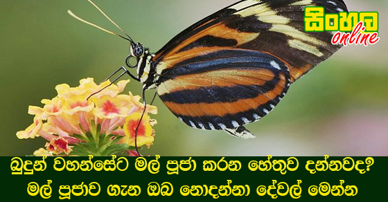 බුදුන් වහන්සේට මල් පූජා කරන හේතුව දන්නවද? මල් පූජාව ගැන ඔබ නොදන්නා දේවල් මෙන්න.