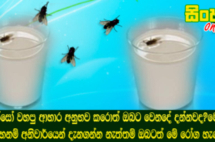 මැස්සෝ වහපු ආහාර අනුභව කරොත් ඔබට වෙනදේ දන්නවද?මෙන්න එහෙනම් අනිවාර්යෙන් දැනගන්න නැත්තම් ඔබටත් මේ රෝග හැදේවි.
