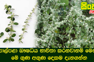 පොල්පළා ඖෂධය භාවිතා කරනවානම් මෙන්න මේ ගුණ අගුණ දෙකම දැනගන්න.