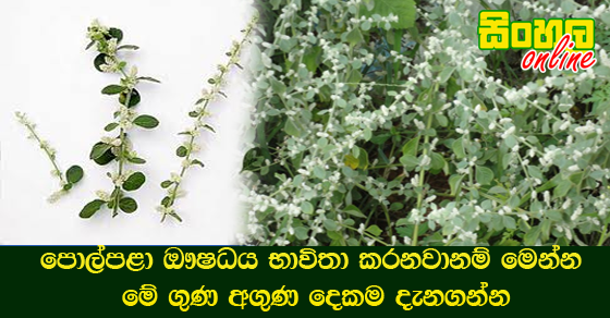 පොල්පළා ඖෂධය භාවිතා කරනවානම් මෙන්න මේ ගුණ අගුණ දෙකම දැනගන්න.