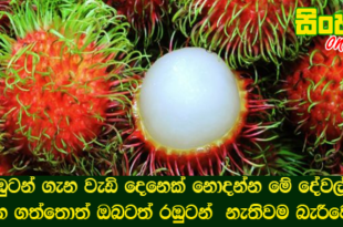 රඹුටන් ගැන වැඩි දෙනෙක් නොදන්න මේ දේවල් 7 දැන ගත්තොත් ඔබටත් රඹුටන්  නැතිවම බැරීවෙයි.