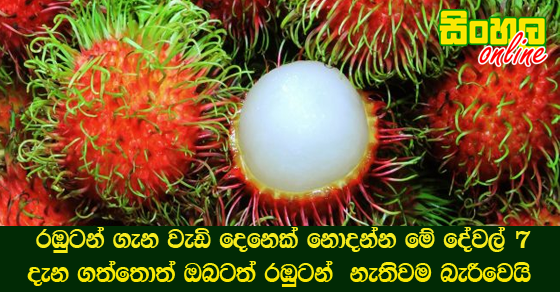 රඹුටන් ගැන වැඩි දෙනෙක් නොදන්න මේ දේවල් 7 දැන ගත්තොත් ඔබටත් රඹුටන්  නැතිවම බැරීවෙයි.