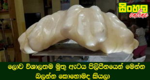 ලොව විශාලතම මුතු ඇටය පිලිපීනයෙන් මෙන්න බලන්න කොහොමද කියලා.