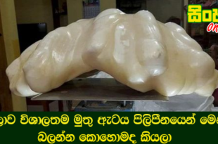 ලොව විශාලතම මුතු ඇටය පිලිපීනයෙන් මෙන්න බලන්න කොහොමද කියලා.
