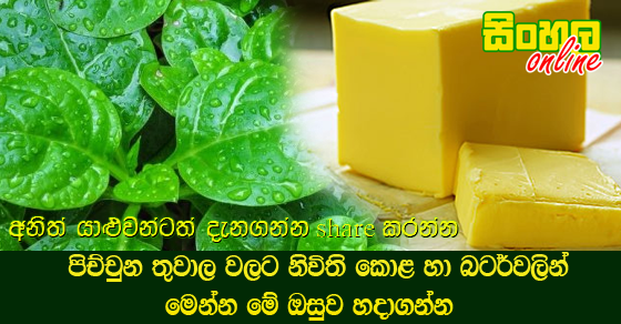 පිච්චුන තුවාල වලට නිවිති කොළ හා බටර්වලින් මෙන්න මේ ඔසුව හදාගන්න.