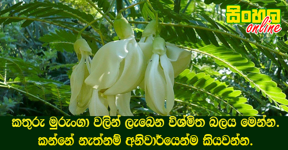 කතුරු මුරුංගා වලින් ලැබෙන විශ්මිත බලය මෙන්න.කන්නේ නැත්නම් අනිවාර්යෙන්ම කියවන්න.